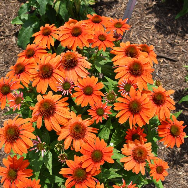 Echinacea pollination orange red- ехинацея оранжево-червена (1525)